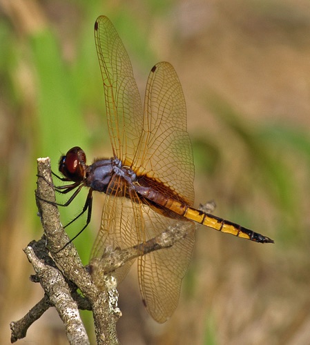 Male
2005_10_31_TX